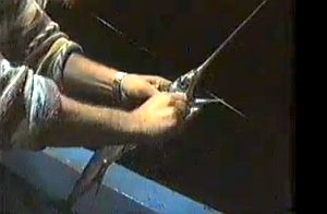 VIDEO: Swordfish massacre!